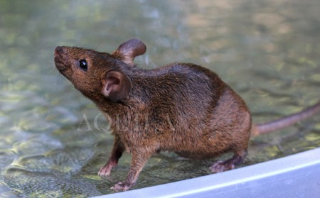 MM Katie Scarlett O'Hara